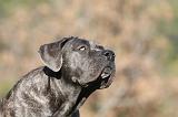 CANE CORSO 982